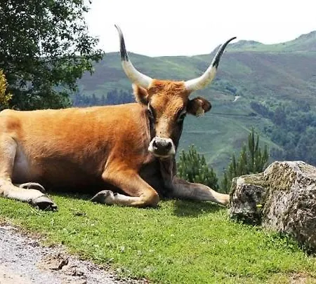 度假居 Casa Da Eira 洛维奥斯